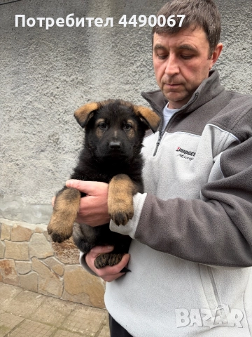 Немска овчарка - сивак, снимка 4 - Немска овчарка - 52977991