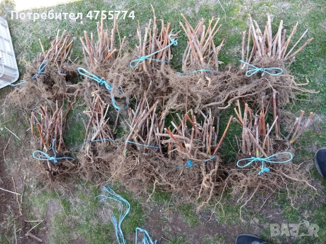 Разсад Малини