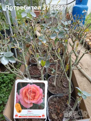 РОЗА 🌹 ELLE® Meibderos 🌹, снимка 3 - Градински цветя и растения - 49345566
