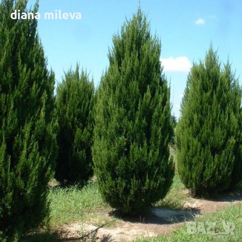  Юниперус хинензис Спартан, Juniperus chinensis 'Spartan', снимка 1