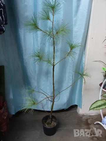 Бял бор 130см., снимка 1