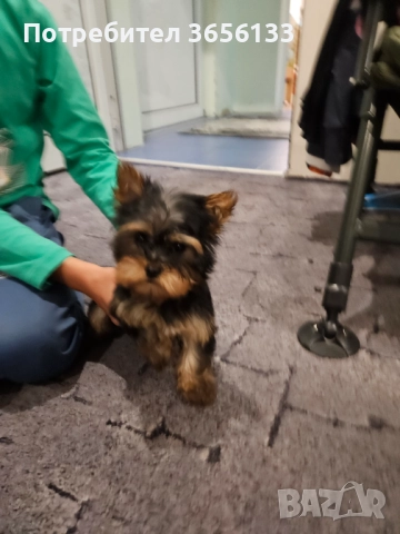 Мини йорки, снимка 2 - Търси партньор - 52640554