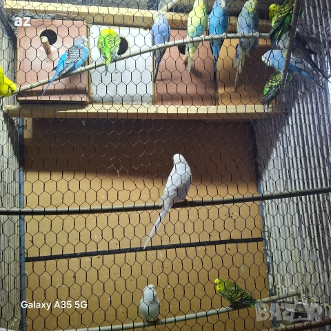 вълнисти папагали 