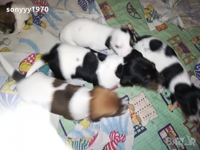 ДЖАКЧЕ-ЖЕНСКО 5 МЕСЕЦА БОНБОН 1103222003, снимка 11 - Джак ръсел териер - 36073476