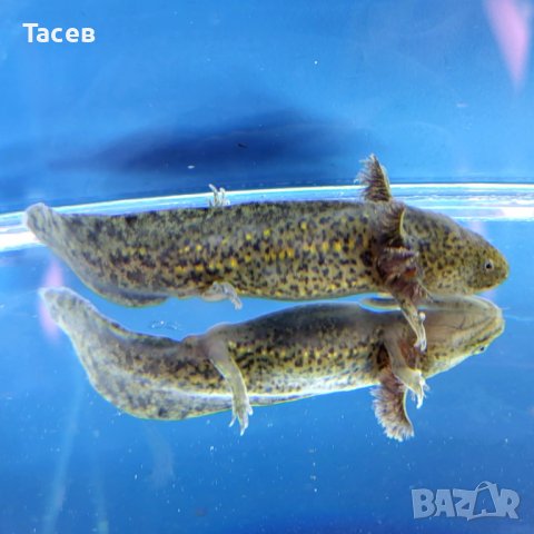 Аксолотъл черен, снимка 1
