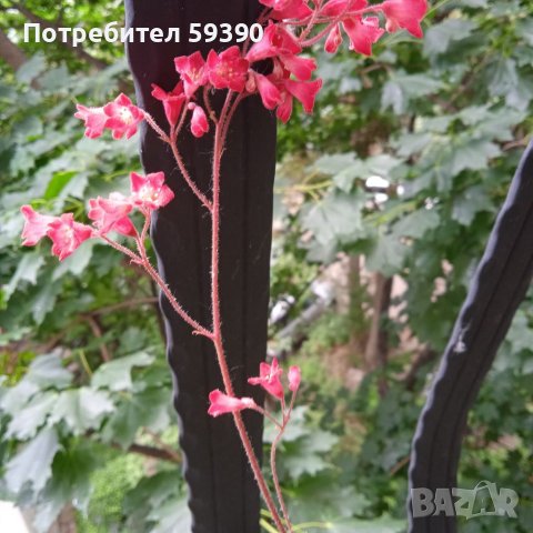 Растения без саксия 	Хойхера (Heuchera), снимка 2 - Разсади - 40913280