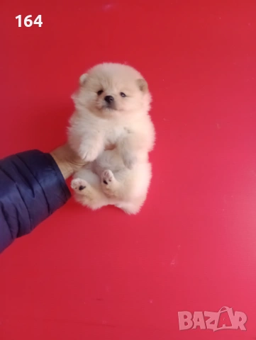 Мъжки и женски Померани. Реални снимки от 12.01.26 г. Померанчета., снимка 4 - Померан - 52926923