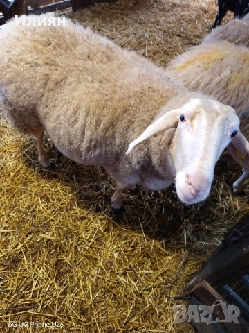 Овца на второ агне!, снимка 2 - Овце - 53280931