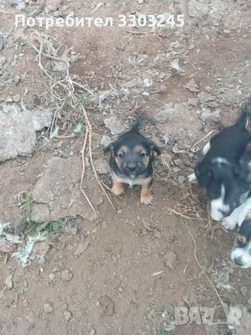Подарявам малки кученца , снимка 4 - Други - 53440185