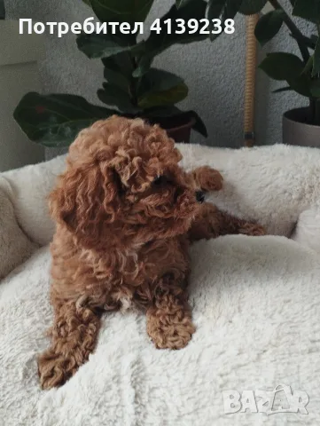 Poodle toy -мини пудел, снимка 9 - Пудели - 56315116