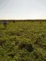 Продавам дини на едро -взимане от място, снимка 2