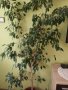 Фикус бенджамин, снимка 1 - Стайни растения - 40133172