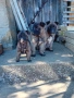 Продавам белгийски овчарки , снимка 9