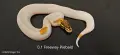 Кралски питони (Python Regius) , снимка 1