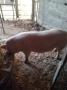 Продавам угоено прасе, снимка 2