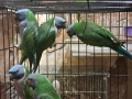 продавам папагали китаиски александар 2023 г 3 женски, снимка 8