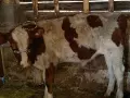 свободни отбити телета , снимка 1