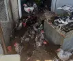 декоративни петлета, снимка 2