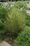 Мискантус Златно кюлче, Miscanthus "Gold Bar", студоустойчива декоративна трева!!, снимка 1 - Градински цветя и растения - 42384063