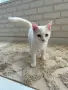 Британско коте с хетерохромия, снимка 1