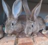 Домашни свободни зайци, снимка 4