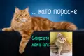 Сибирски котенца, сибирче, хипоалергично, коте, сибирска котка, снимка 15