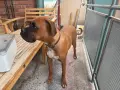 Подарявам боксер, снимка 1