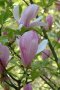 Магнолия Джордж Хенри Керн, Magnolia George Henry Kern, снимка 1 - Градински цветя и растения - 40173412