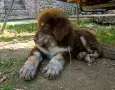 Каракачански кучета, снимка 3