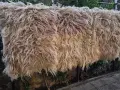 Родопски, кичени халища, снимка 1