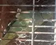 Малък Александър, снимка 2