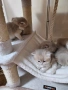 Родословни Британски котета , снимка 3