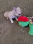 чихуахуа мъжко късокосместо , снимка 5