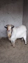Мини холандски козел , снимка 1