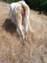 Млада Крава за клане, снимка 4