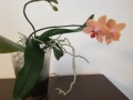 Орхидея sunset love, снимка 4