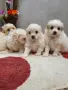 мини малтийски болонки, снимка 2