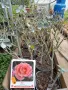 РОЗА 🌹 ELLE® Meibderos 🌹, снимка 3