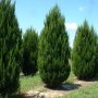  Юниперус хинензис Спартан, Juniperus chinensis 'Spartan', снимка 1 - Градински цветя и растения - 44464961