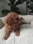 Poodle toy -мини пудел, снимка 9