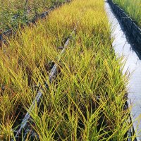 Мискантус Пурпурасценс, студоустойчива трева, снимка 10 - Градински цветя и растения - 38141351