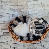 Коте от естествен косъм , снимка 1 - Други - 40853642