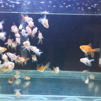Златни рибки Оранда, снимка 4 - Рибки - 44716589