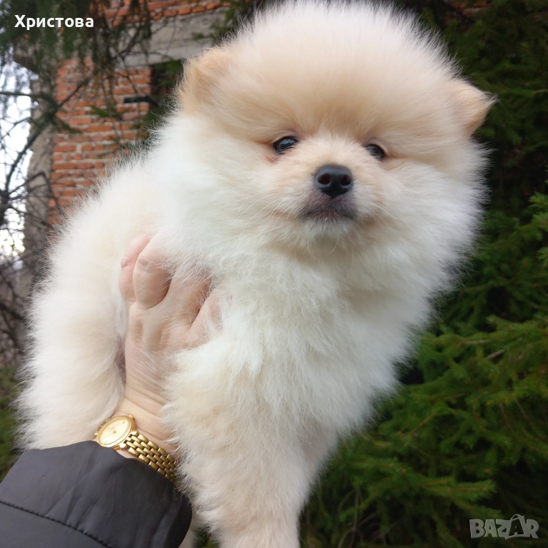 Момченце на 2 месеца, снимка 1