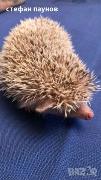 Свободни мини таралежчета, снимка 1