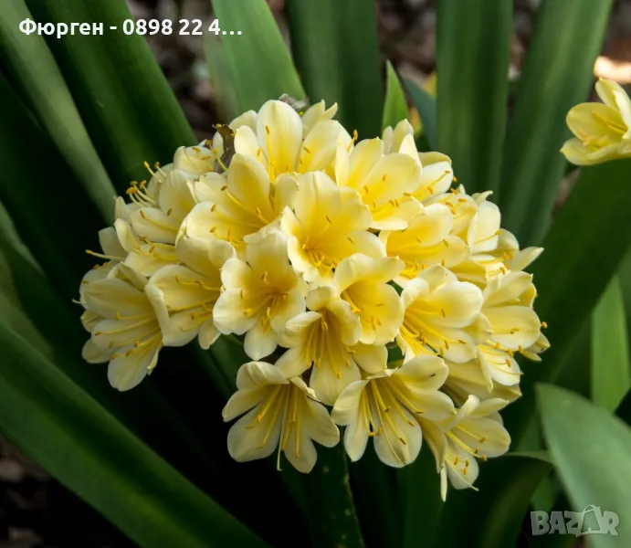 Киливия - Жълта, снимка 1