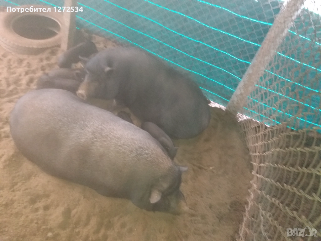 Виетнамски прасета, снимка 1