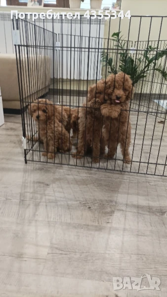 Мини пудел , снимка 1