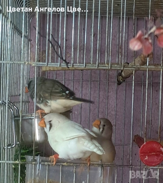 Продавам изложбени зеброви амадини , снимка 1