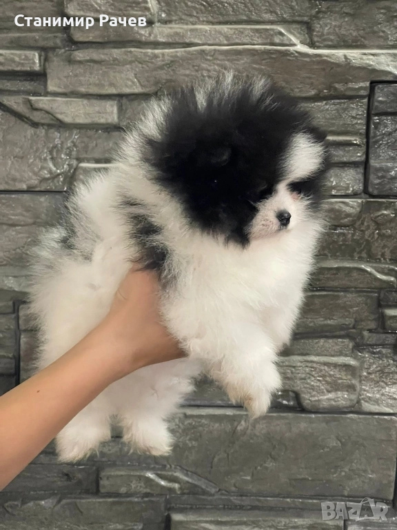 померан померани , снимка 1